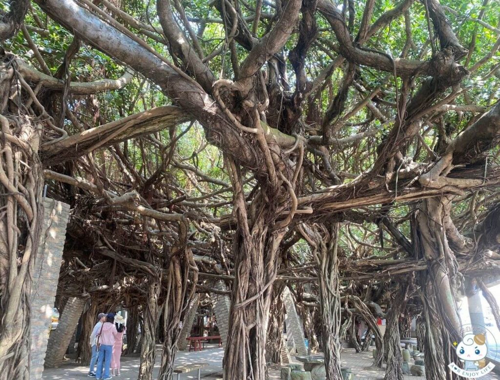 澎湖景點
通樑古榕樹